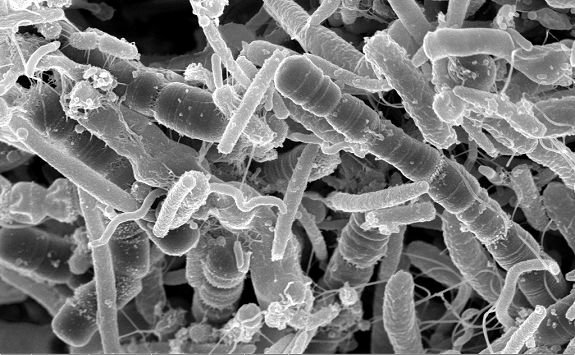 Microbiome data visualization