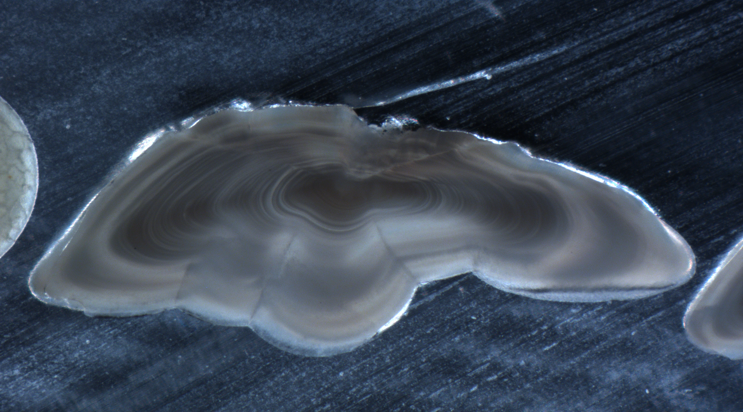Microscopy image of a Baltic cod otolith cross-section